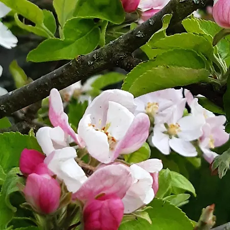 Natura Normandie La Hoguette